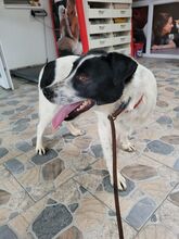 SPOTTY, Hund, Mischlingshund in Rumänien - Bild 4