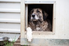 LENNON, Hund, Mischlingshund in Rumänien - Bild 1