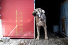 LENNON, Hund, Mischlingshund in Rumänien - Bild 2