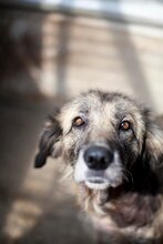 LENNON, Hund, Mischlingshund in Rumänien - Bild 3