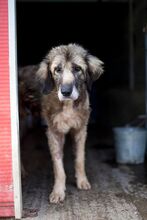 LENNON, Hund, Mischlingshund in Rumänien - Bild 4