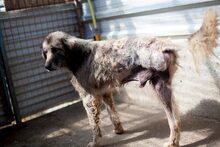 LENNON, Hund, Mischlingshund in Rumänien - Bild 5