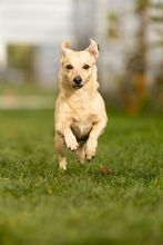 KORALIK, Hund, Mischlingshund in Polen - Bild 1