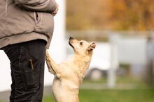 KORALIK, Hund, Mischlingshund in Polen - Bild 3