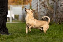 KORALIK, Hund, Mischlingshund in Polen - Bild 5
