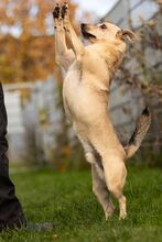 KORALIK, Hund, Mischlingshund in Polen - Bild 6