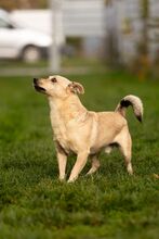KORALIK, Hund, Mischlingshund in Bad Wünnenberg - Bild 4