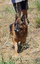 ANATOL, Hund, Deutscher Schäferhund in Griechenland - Bild 2