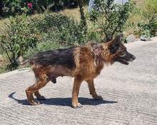 ANATOL, Hund, Deutscher Schäferhund in Griechenland - Bild 3