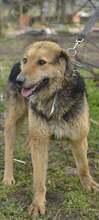 DORIN, Hund, Mischlingshund in Bulgarien - Bild 1