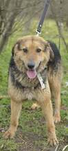 DORIN, Hund, Mischlingshund in Bulgarien - Bild 2