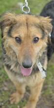 DORIN, Hund, Mischlingshund in Bulgarien - Bild 6