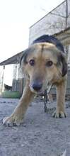DORIN, Hund, Mischlingshund in Bulgarien - Bild 8