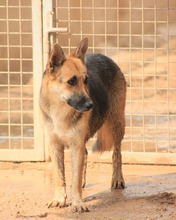 MILA, Hund, Deutscher Schäferhund-Mix in Spanien - Bild 11
