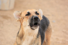 MILA, Hund, Deutscher Schäferhund-Mix in Spanien - Bild 14