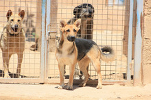 MILA, Hund, Deutscher Schäferhund-Mix in Spanien - Bild 17