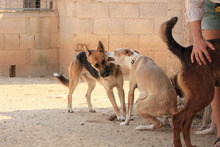 MILA, Hund, Deutscher Schäferhund-Mix in Spanien - Bild 22