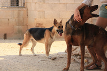 MILA, Hund, Deutscher Schäferhund-Mix in Spanien - Bild 23