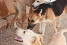 MILA, Hund, Deutscher Schäferhund-Mix in Spanien - Bild 6