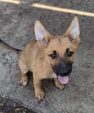 CLEO, Hund, Mischlingshund in Rumänien - Bild 4