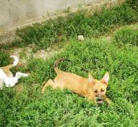 CLEO, Hund, Mischlingshund in Rumänien - Bild 6