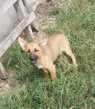 CLEO, Hund, Mischlingshund in Rumänien - Bild 7