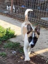 NONA, Hund, Mischlingshund in Rumänien - Bild 1