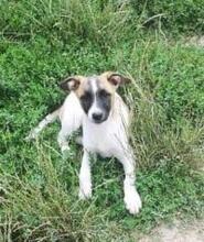 NONA, Hund, Mischlingshund in Rumänien - Bild 4