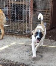 NONA, Hund, Mischlingshund in Rumänien - Bild 9
