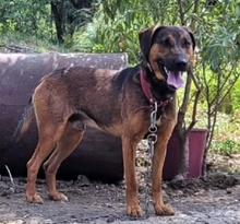 JONY, Hund, Mischlingshund in Bulgarien - Bild 2
