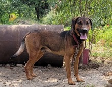JONY, Hund, Mischlingshund in Bulgarien - Bild 4
