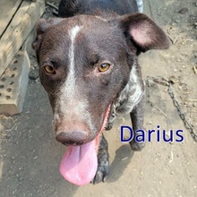 DARIUS, Hund, Mischlingshund in Bulgarien - Bild 1
