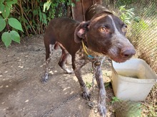DARIUS, Hund, Mischlingshund in Bulgarien - Bild 2