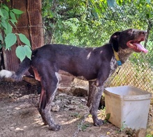 DARIUS, Hund, Mischlingshund in Bulgarien - Bild 3