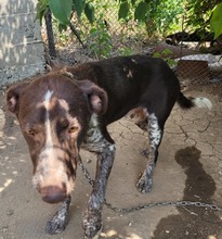 DARIUS, Hund, Mischlingshund in Bulgarien - Bild 5