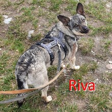 RIVA, Hund, Mischlingshund in Chemnitz - Bild 1