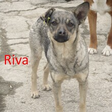 RIVA, Hund, Mischlingshund in Chemnitz - Bild 3