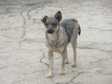RIVA, Hund, Mischlingshund in Chemnitz - Bild 5