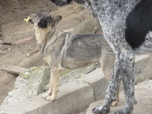 RIVA, Hund, Mischlingshund in Chemnitz - Bild 6