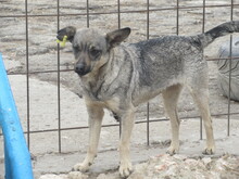 RIVA, Hund, Mischlingshund in Chemnitz - Bild 7