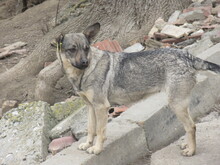 RIVA, Hund, Mischlingshund in Chemnitz - Bild 8