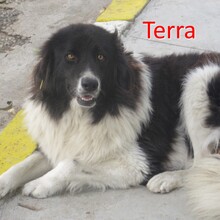 TERRA, Hund, Mischlingshund in Bulgarien - Bild 1
