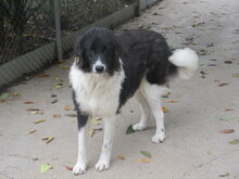 TERRA, Hund, Mischlingshund in Bulgarien - Bild 10