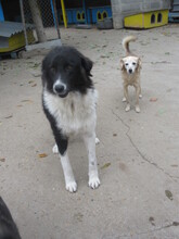 TERRA, Hund, Mischlingshund in Bulgarien - Bild 11