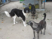 TERRA, Hund, Mischlingshund in Bulgarien - Bild 12