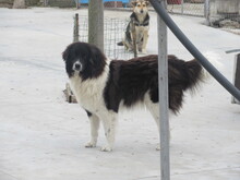 TERRA, Hund, Mischlingshund in Bulgarien - Bild 2