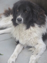 TERRA, Hund, Mischlingshund in Bulgarien - Bild 3