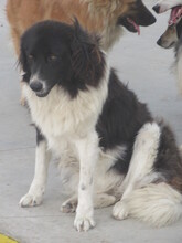 TERRA, Hund, Mischlingshund in Bulgarien - Bild 4