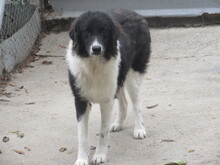 TERRA, Hund, Mischlingshund in Bulgarien - Bild 5