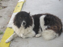 TERRA, Hund, Mischlingshund in Bulgarien - Bild 7